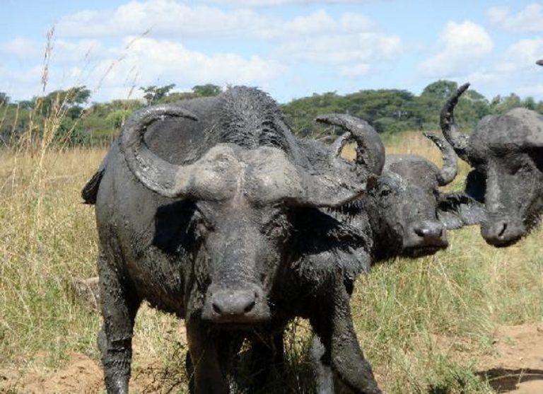 The Buffalos ft Chizanga – Suzanna