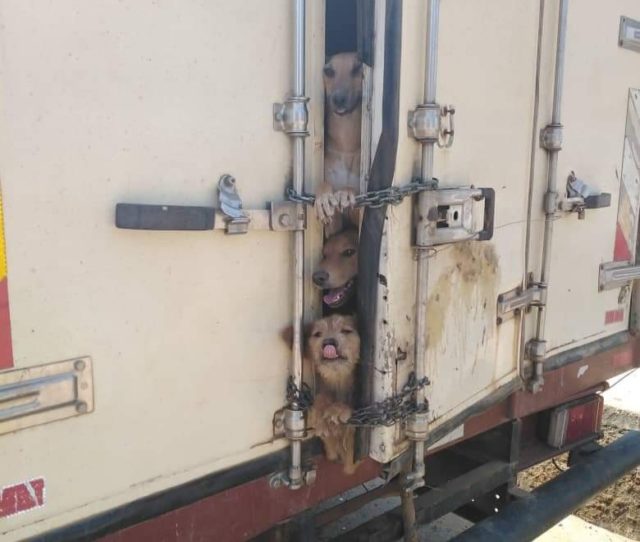 LIFESTYLEPolice intercepts a truck carrying 70 dogs destined for Kasumbalesa, DRC